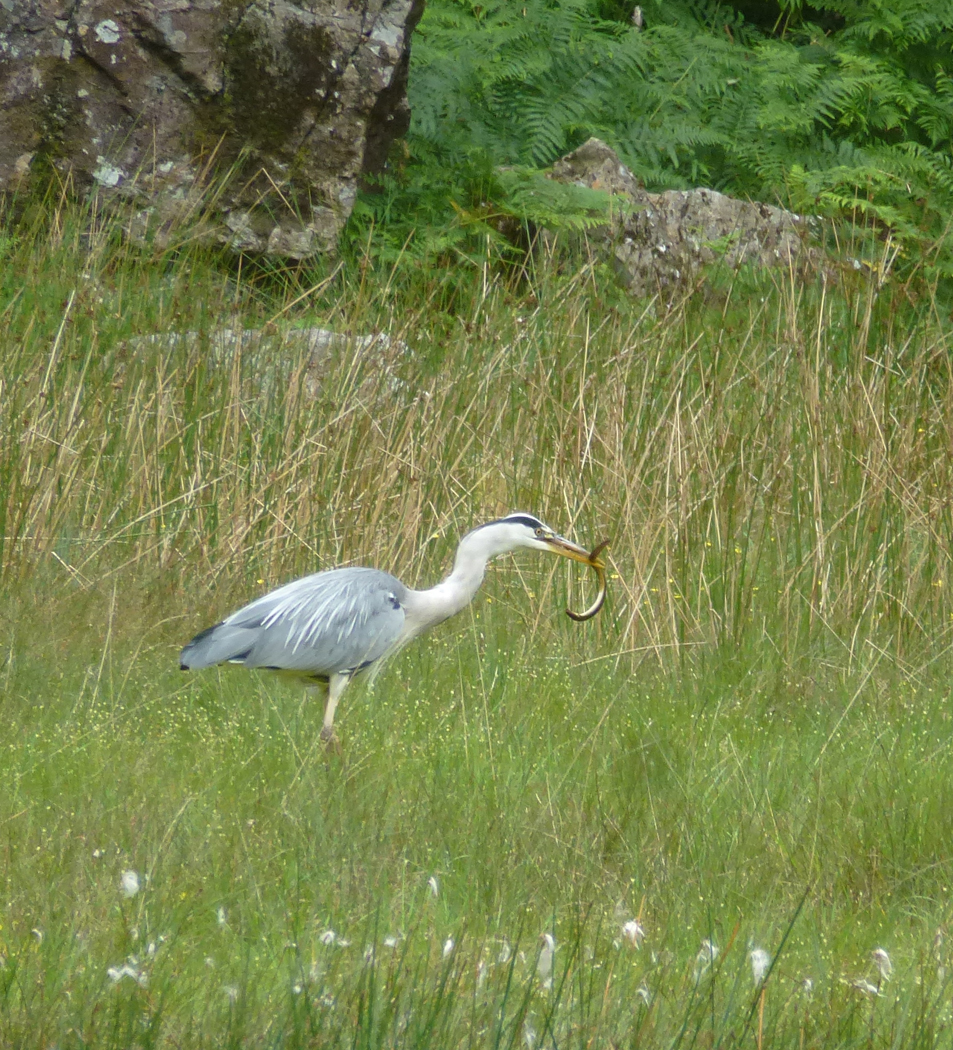 Grey Heron